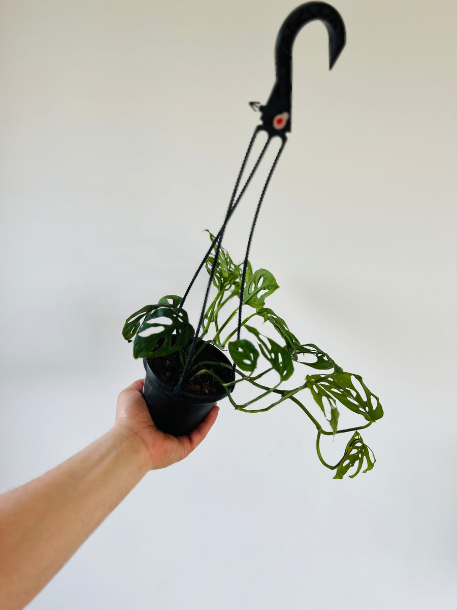 Monstera Adansonii sp. Laniata ‘Double Windows’ - Vining - Rare Aroid - 4