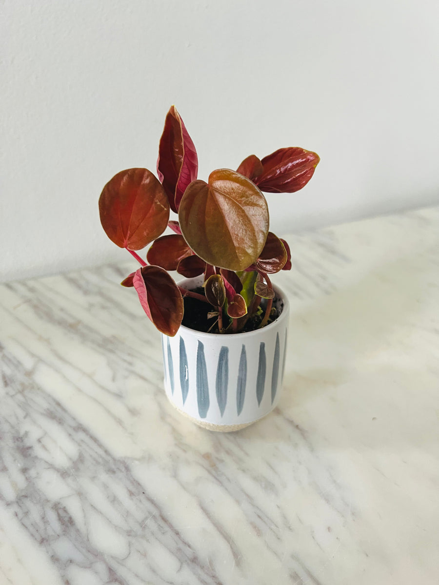 Peperomia ‘Harmony’s Great Pumpkin’ - 3