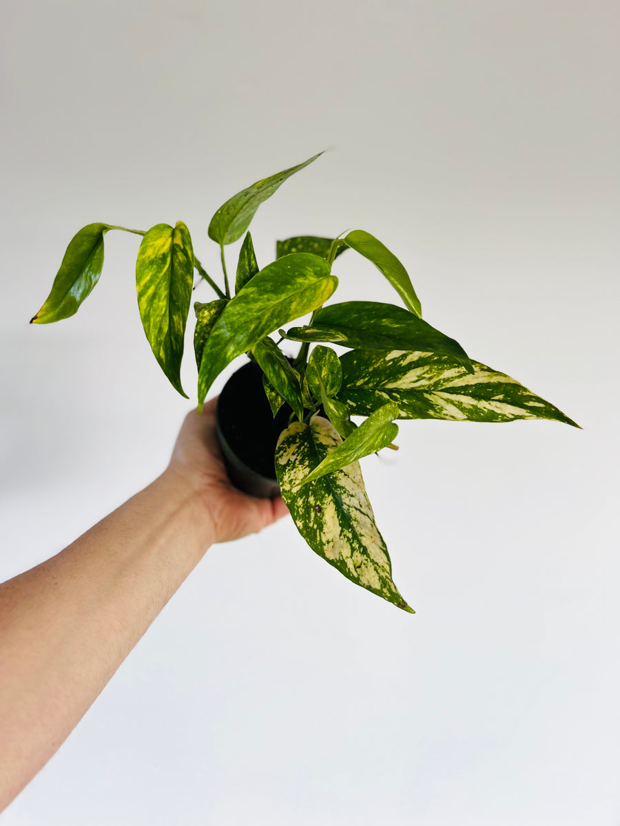 Epipremnum Pinnatum Aurea ‘Yellow Flame’ - Trailing - 4 Pot