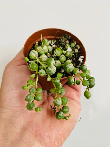 String of Pearls 'Variegated' - Senecio Rowleyanus Variegated - 2