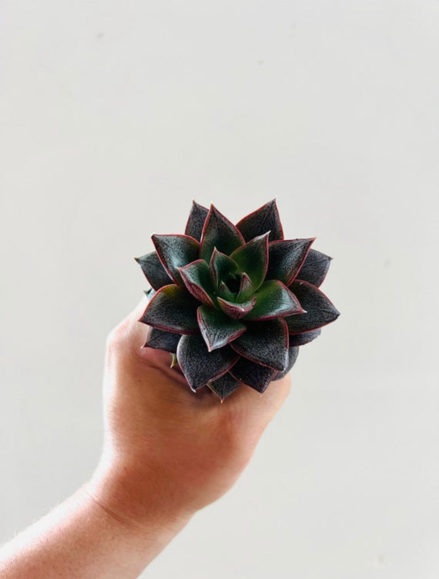 Purple Haze Echevaria  - Starter Succulent - 2