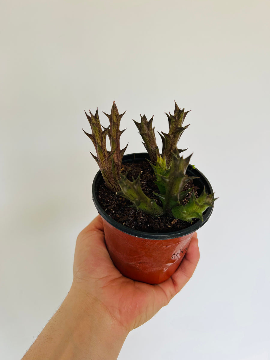 Star Cactus - Orbea Caudata - 4