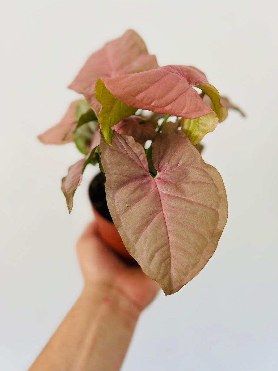 Syngonium Neon Pink - 4