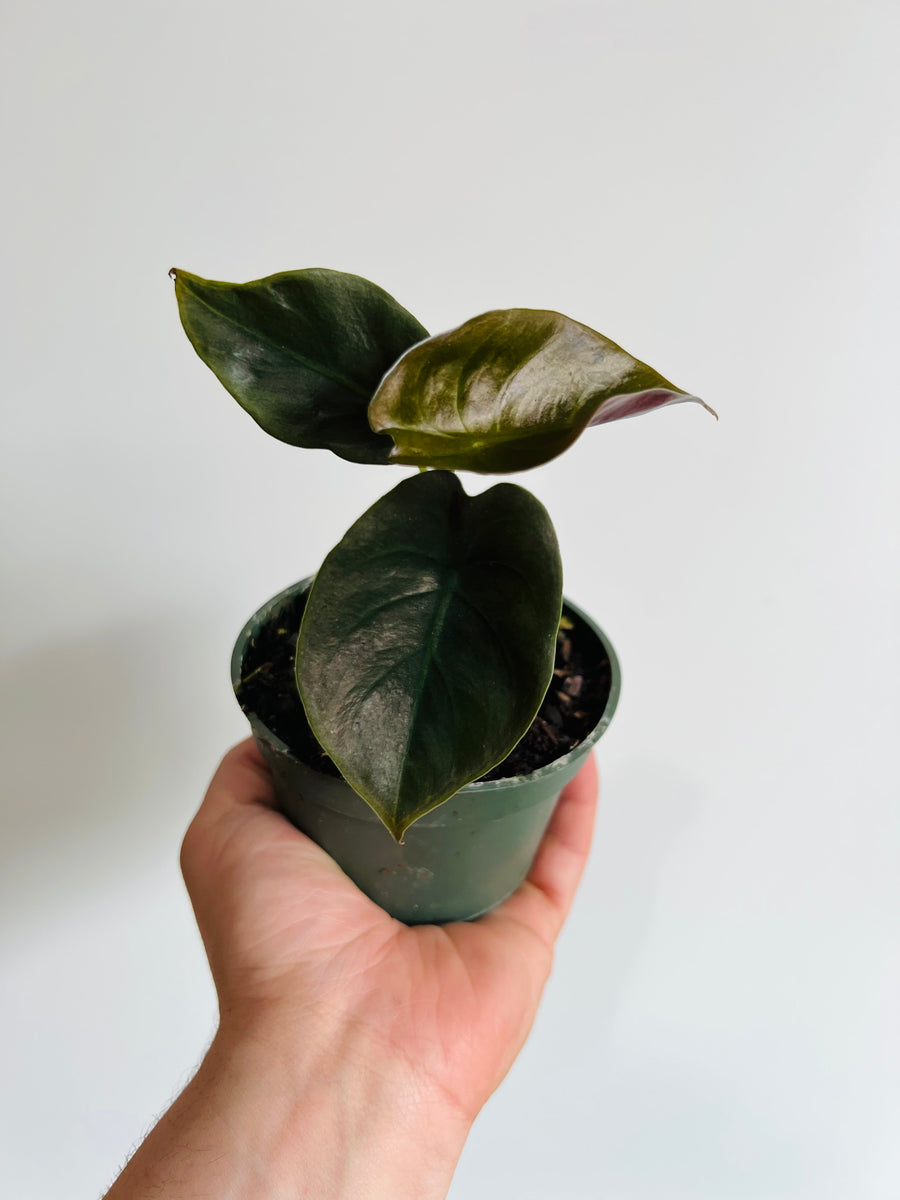 Alocasia Cuprea 'Red Secret' - Small Growth - 4