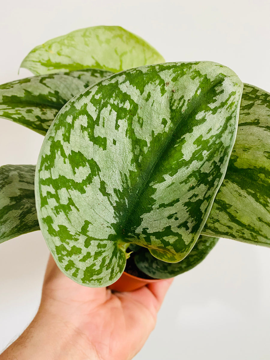 Scindapsus Exotica - Very Full - 3