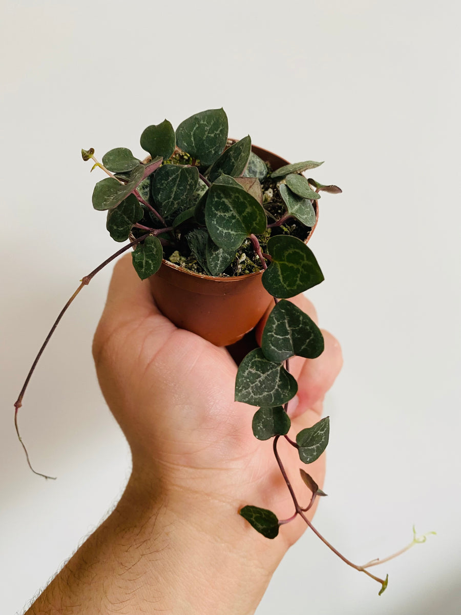 String of Hearts - Ceropegia Woodii - 2