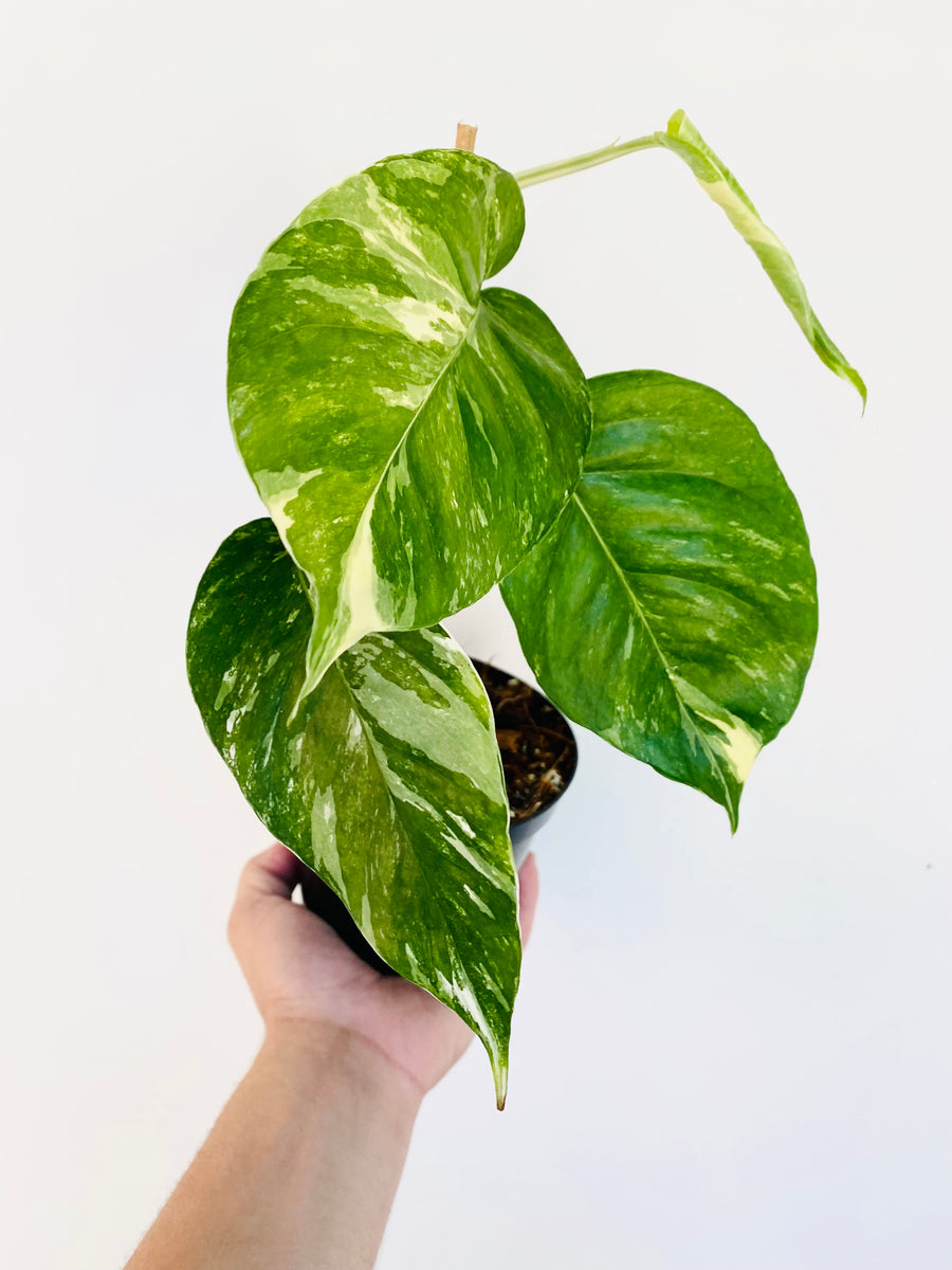 pothos pinnatum albo Epipremnum Pinnatum 'Albo'
