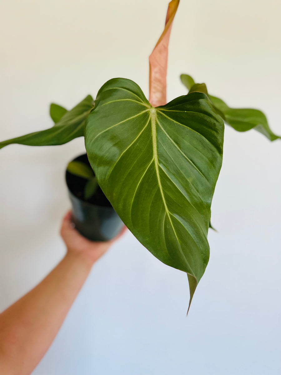 Philodendron Summer Glory - New Cultivar - 6