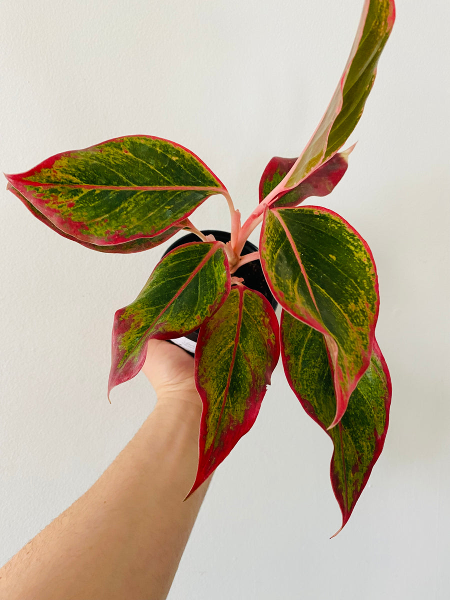 aglaonema creta houseplant Aglaonema 'Creta'