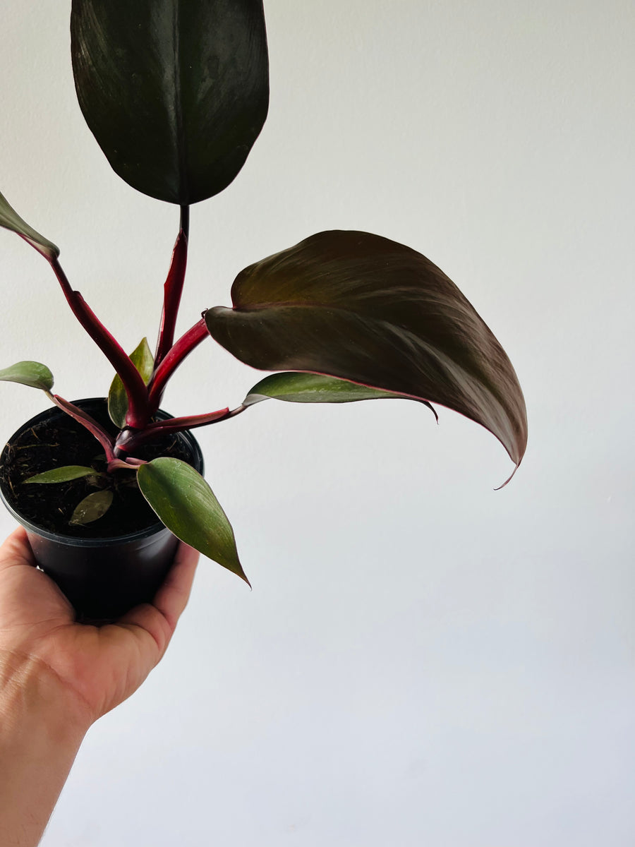 Philodendron Royal Queen - Rare Aroid - 4