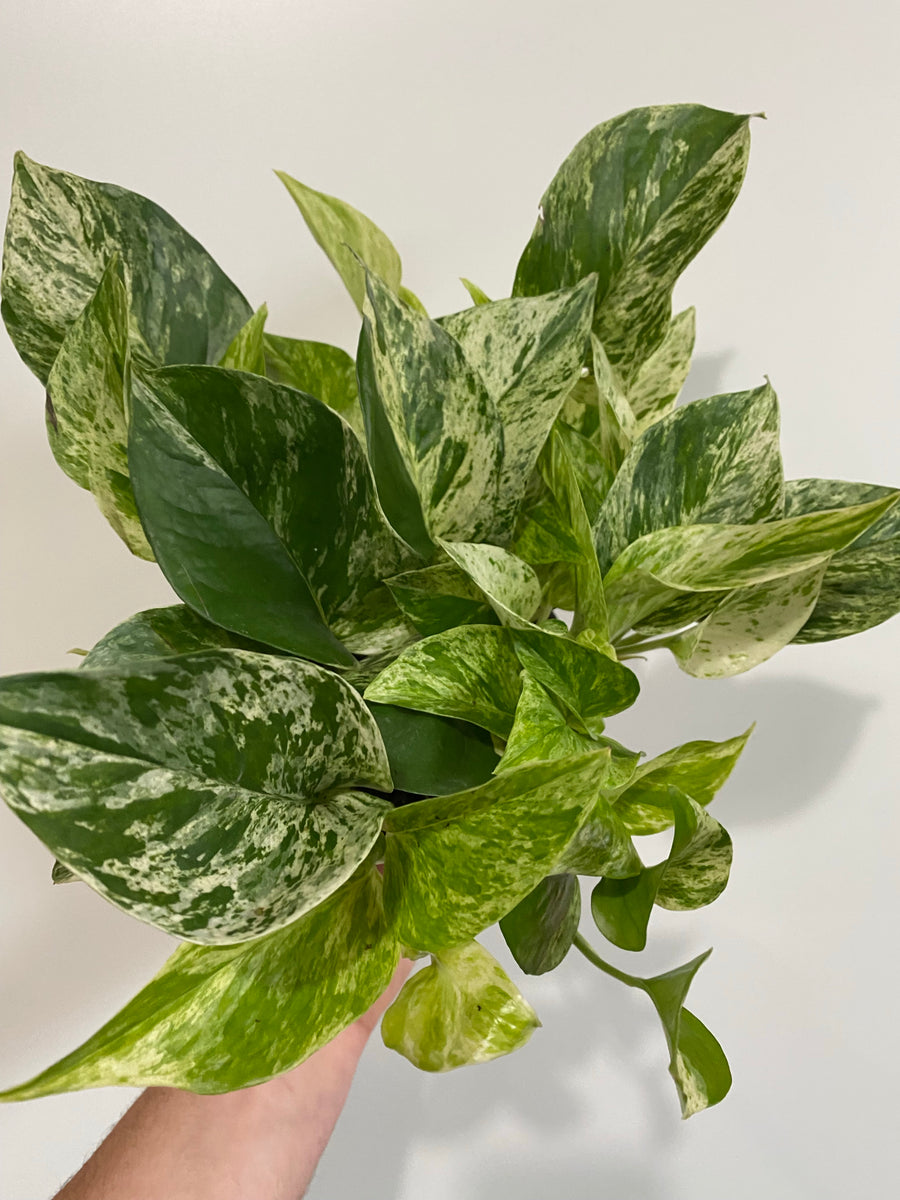 Marble Queen Pothos - Epipremnum Aureum 'Marble Queen' - 6