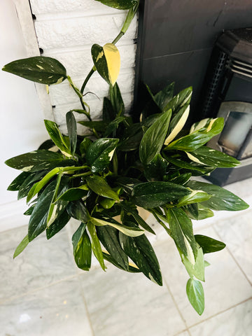 Monstera Standleyana Albo - Mother Plants - 8