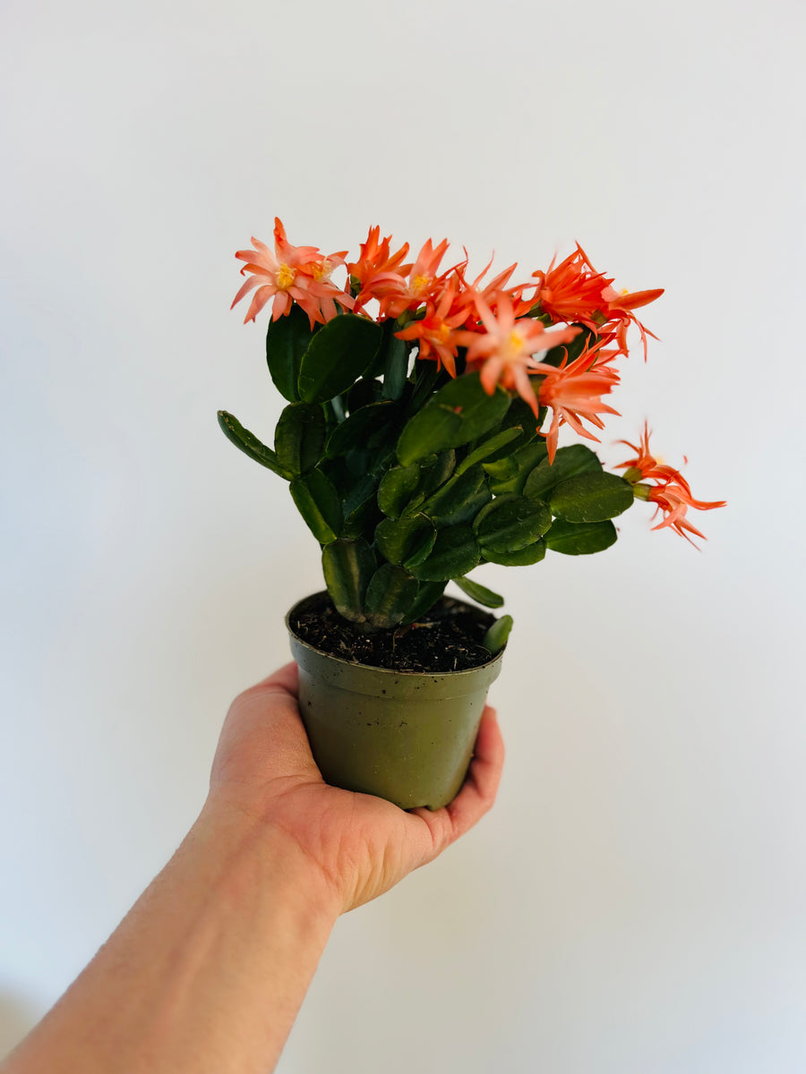 Spring Cactus - Schlumbergera Gaertneri  - 4