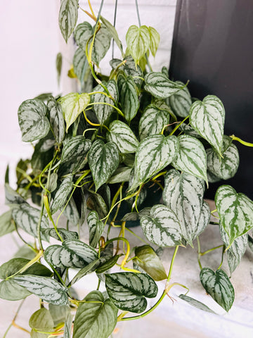 Philodendron Brandtianum - Silver Shield - Very Large, Full, and Trailing - 8