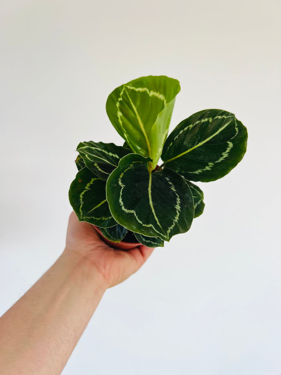 Calathea 'Rosey Green' - 4