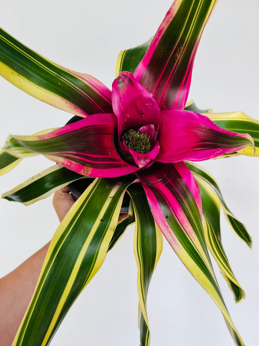 Neoregelia Franca - 6