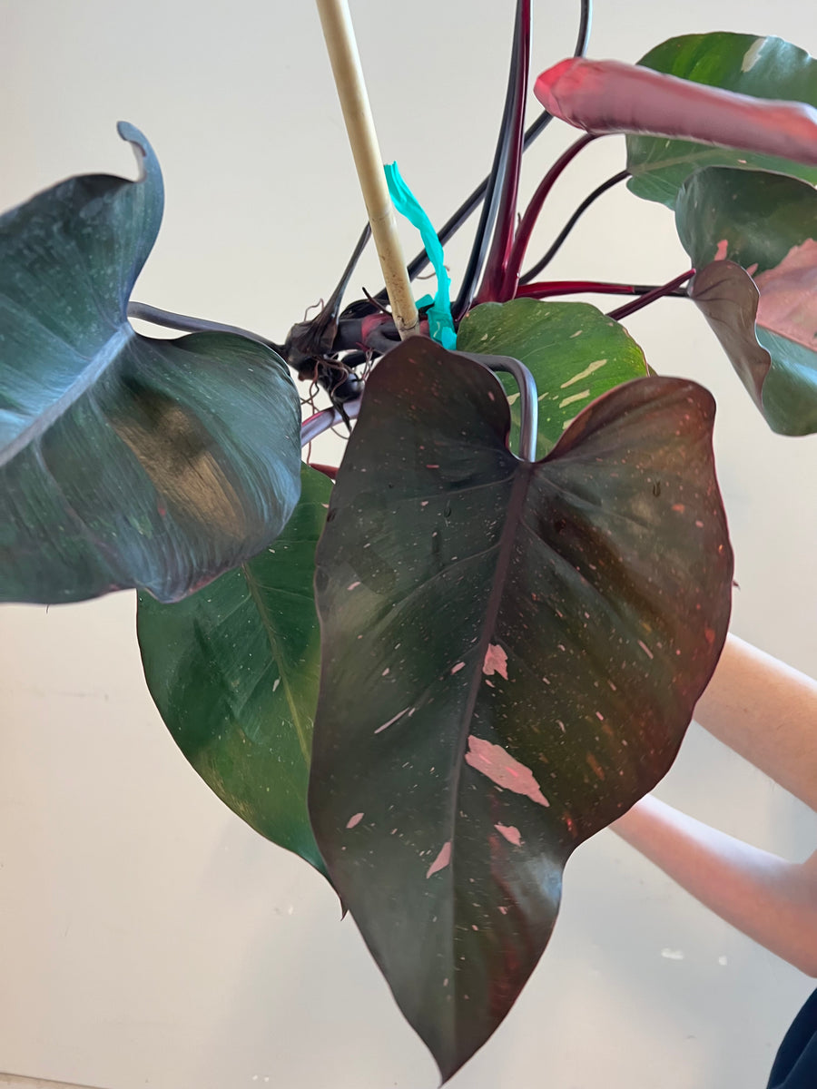 Philodendron Pink Princess - 1’-2’ Tall - 6