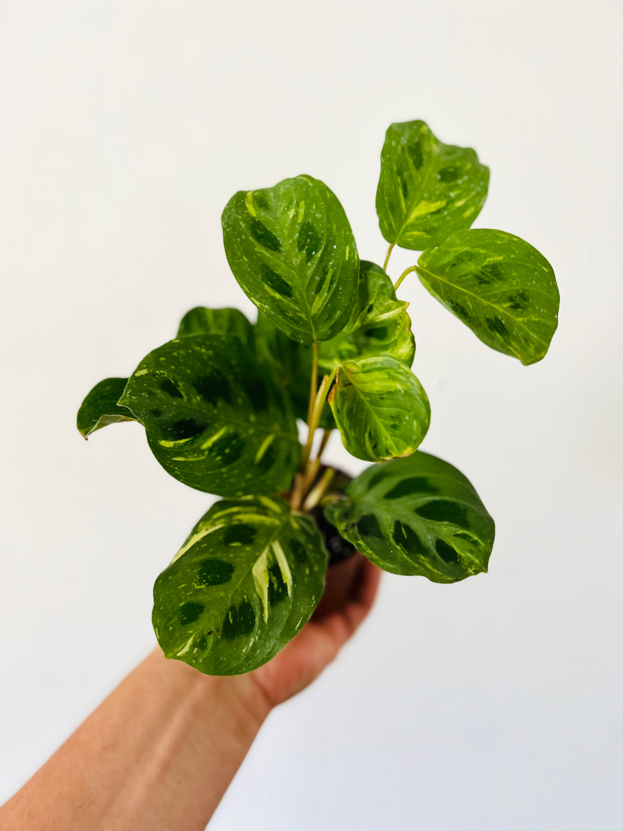 Maranta Leuconeura 'Beauty Kim' - Variegated Prayer Plant - 3