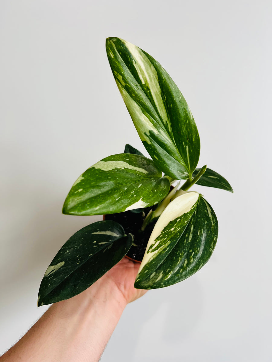 Monstera Standleyana Albo - 4