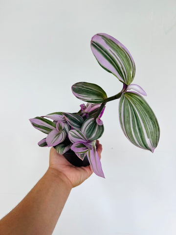 Bubblegum Wandering Dude - Tradescantia Albiflora - 4