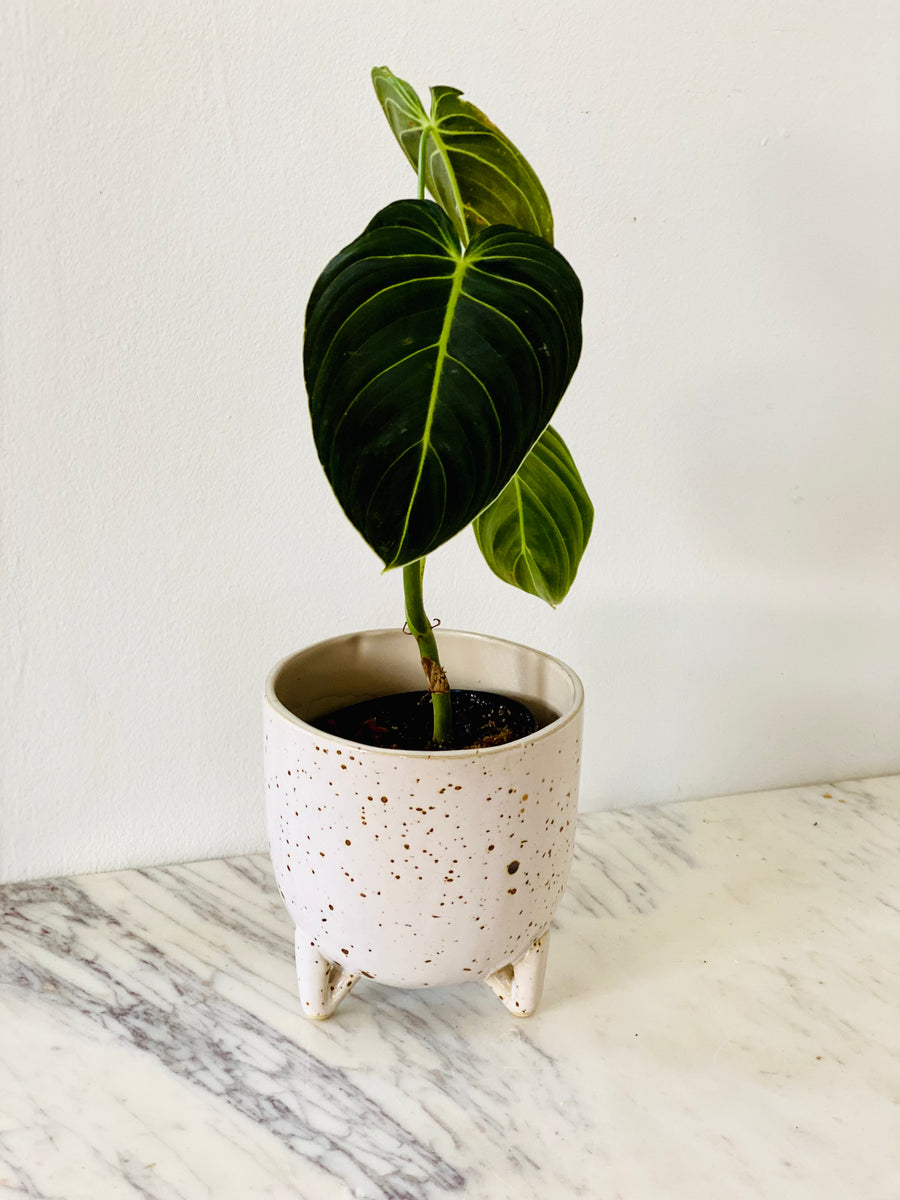 Nora Pot - 5