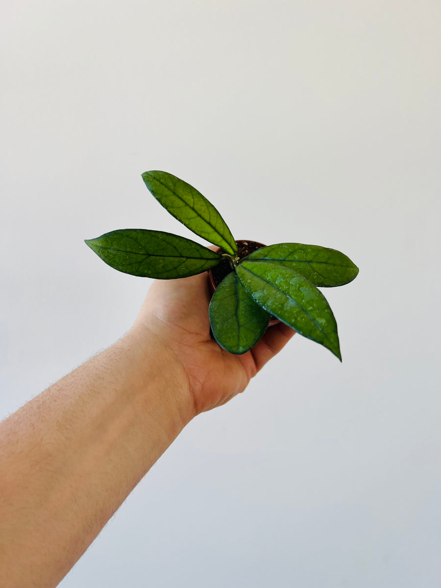 Hoya Crassipetiolata - Starter Hoya - 2