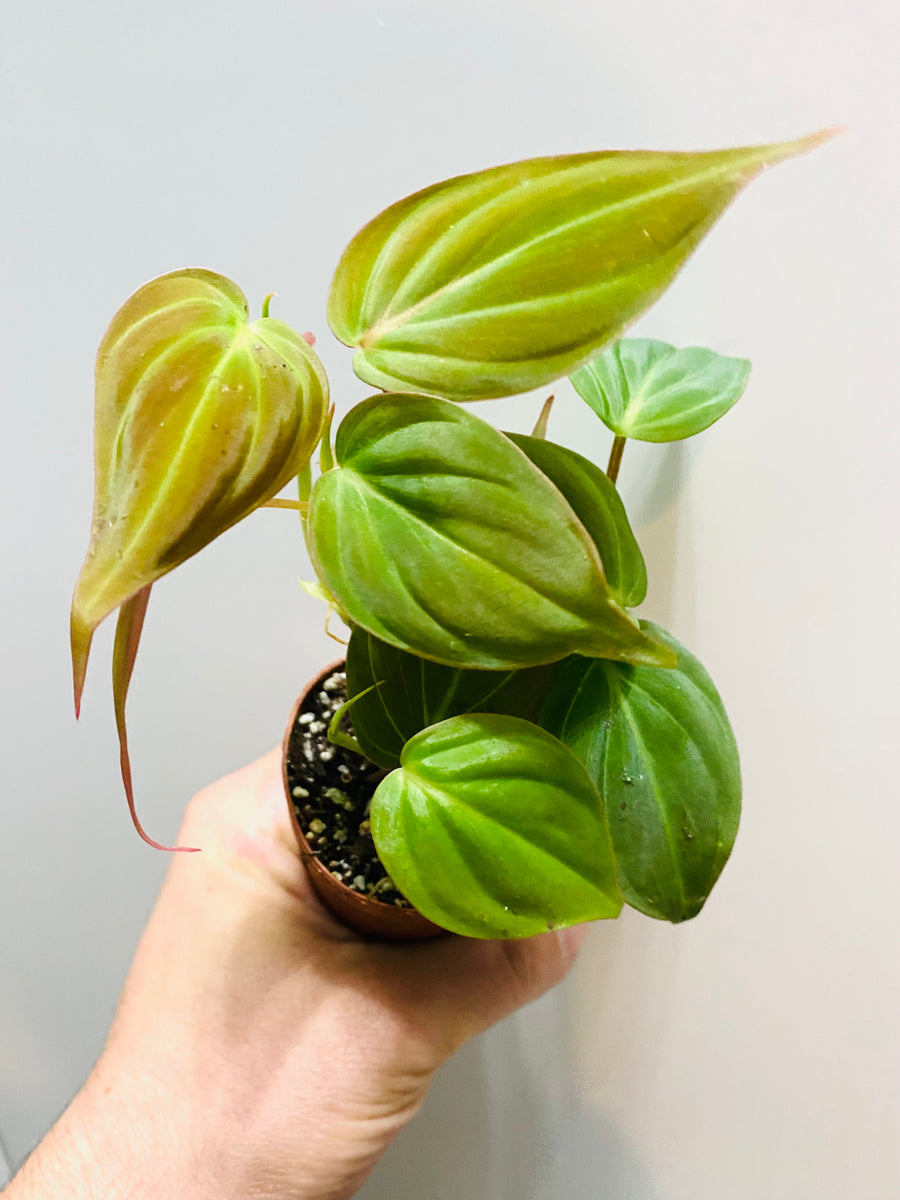 philodendron micans for sale near me Philodendron Micans