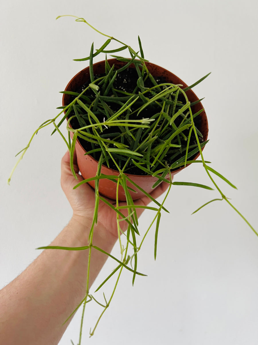 Hoya Linearis - 6