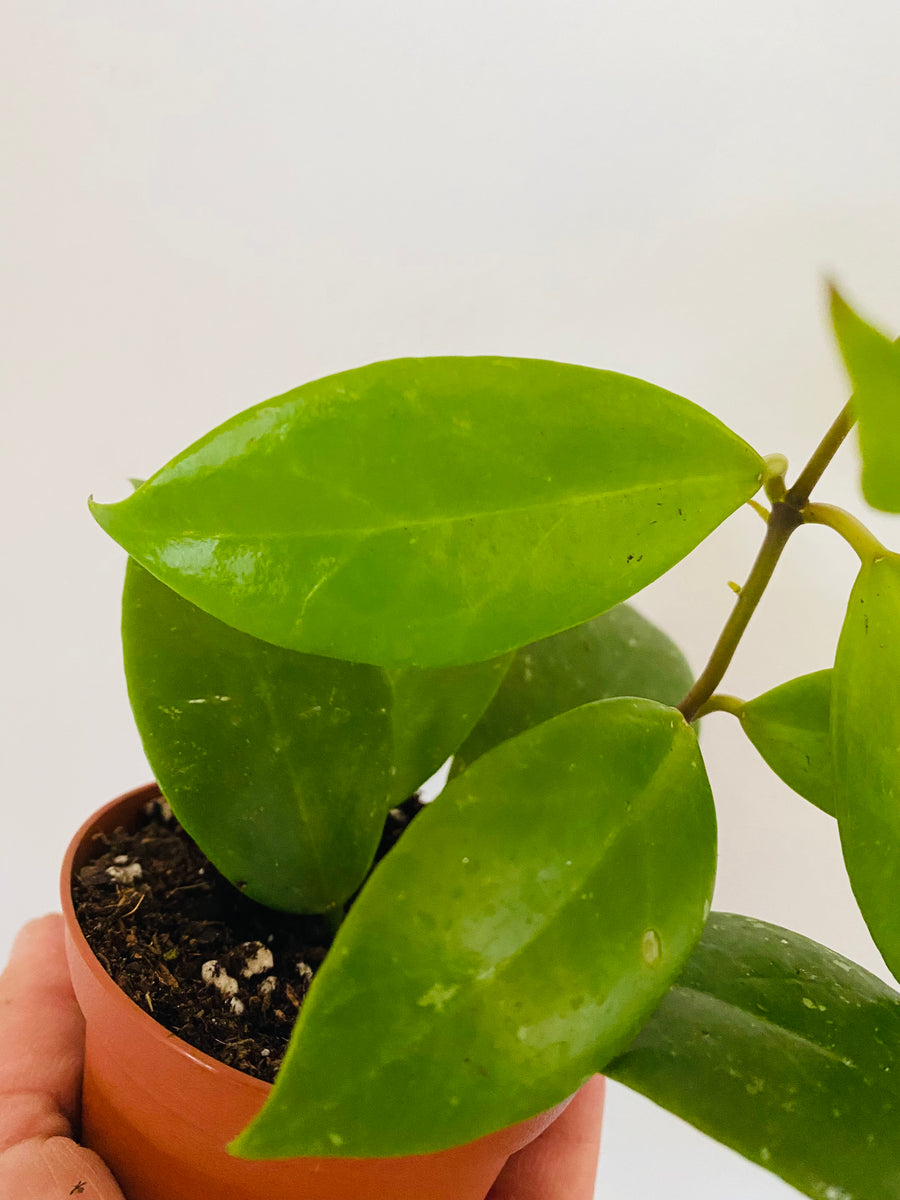 Hoya Sunrise - Rare Hoya - 3