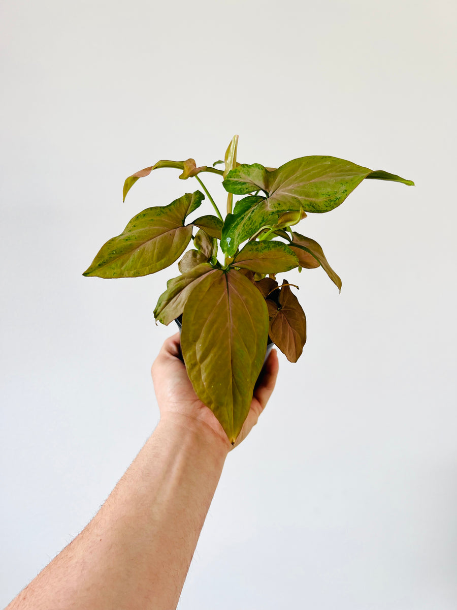Syngonium Podophyllum 'Pink Splash' - Rare Syngonium - 4