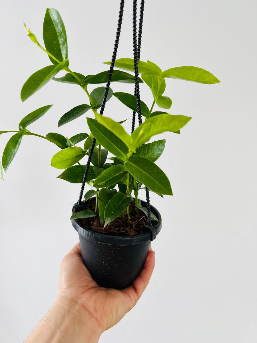 Hoya Densifolia - Rare Hoya - 4