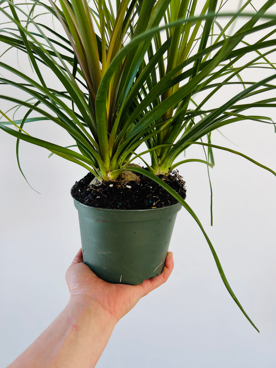 Ponytail Palm - Beaucarnea Recurvata - 6