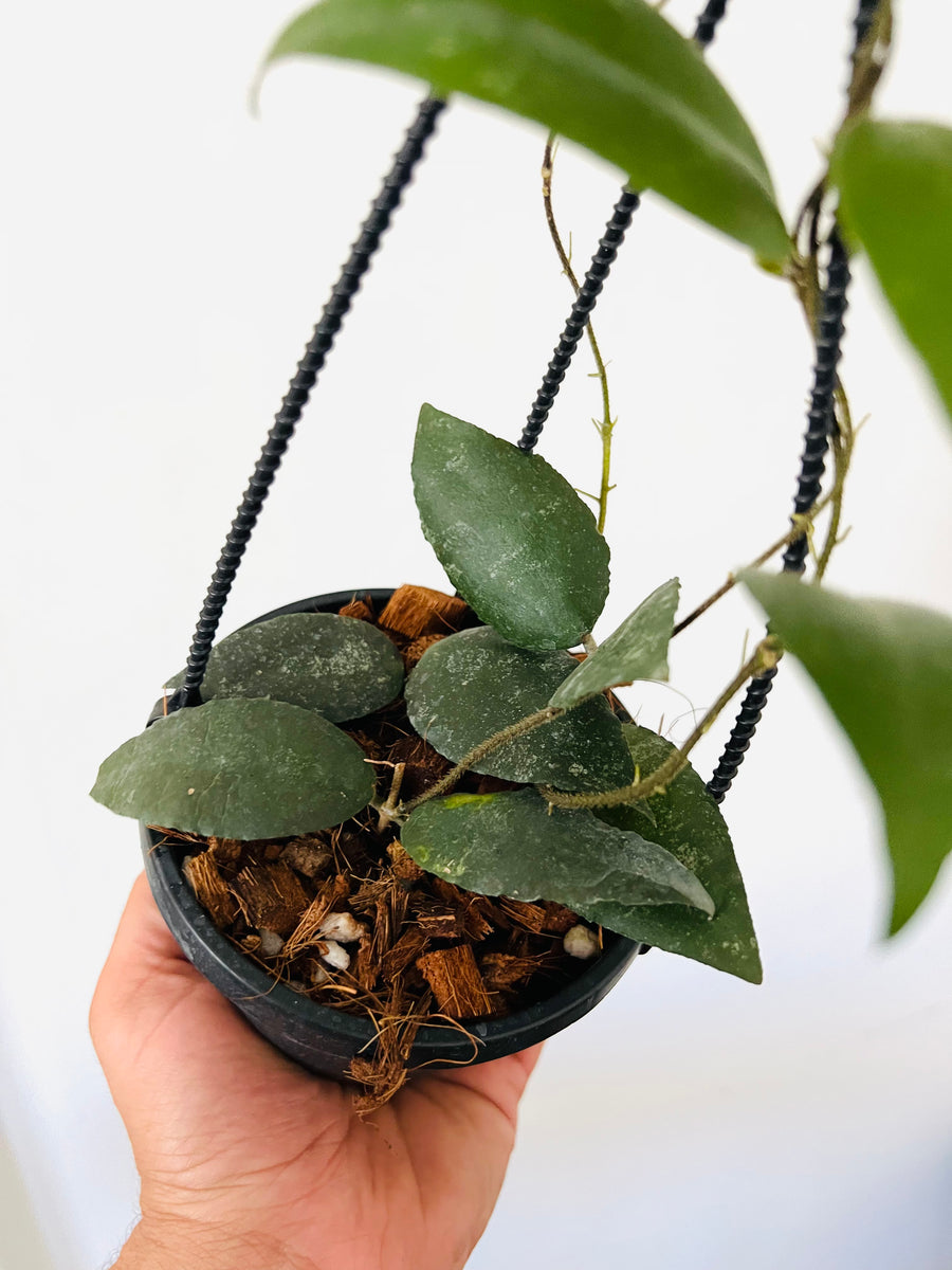 Hoya Caudata Sumatra - Hanging Basket - 4