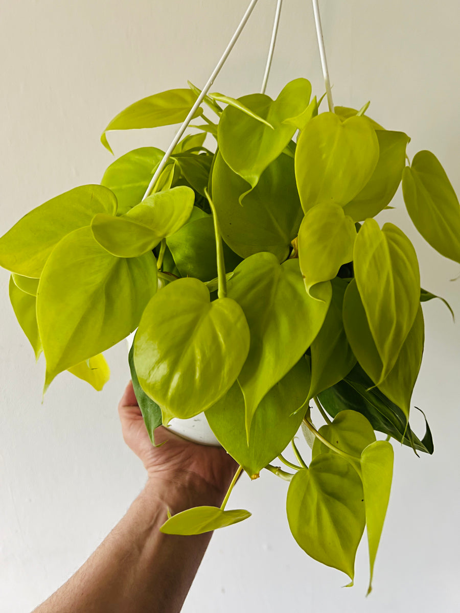 Philodendron Hederaceum 'Lemon' - Full Head - 8
