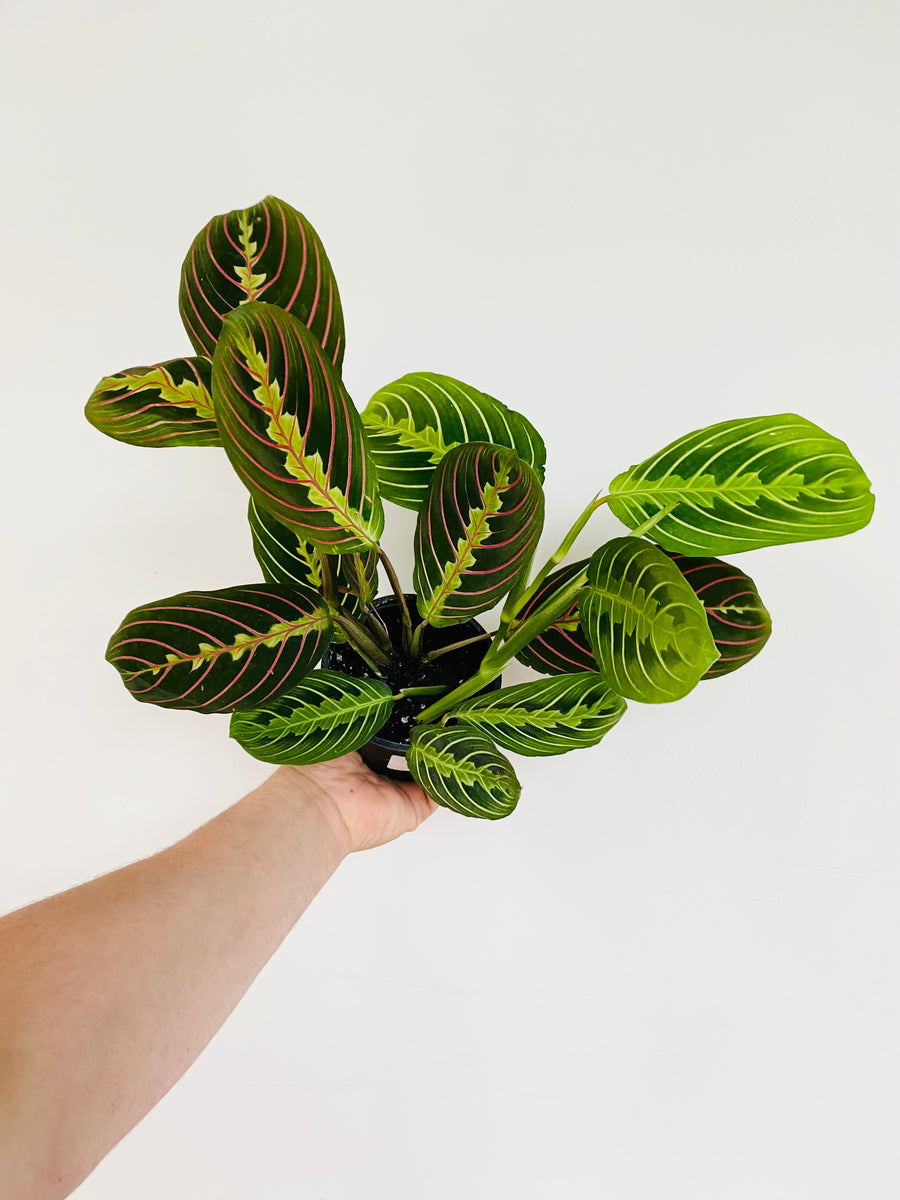 Maranta Leuconeura - Cherry Lime Prayer Plant - 4