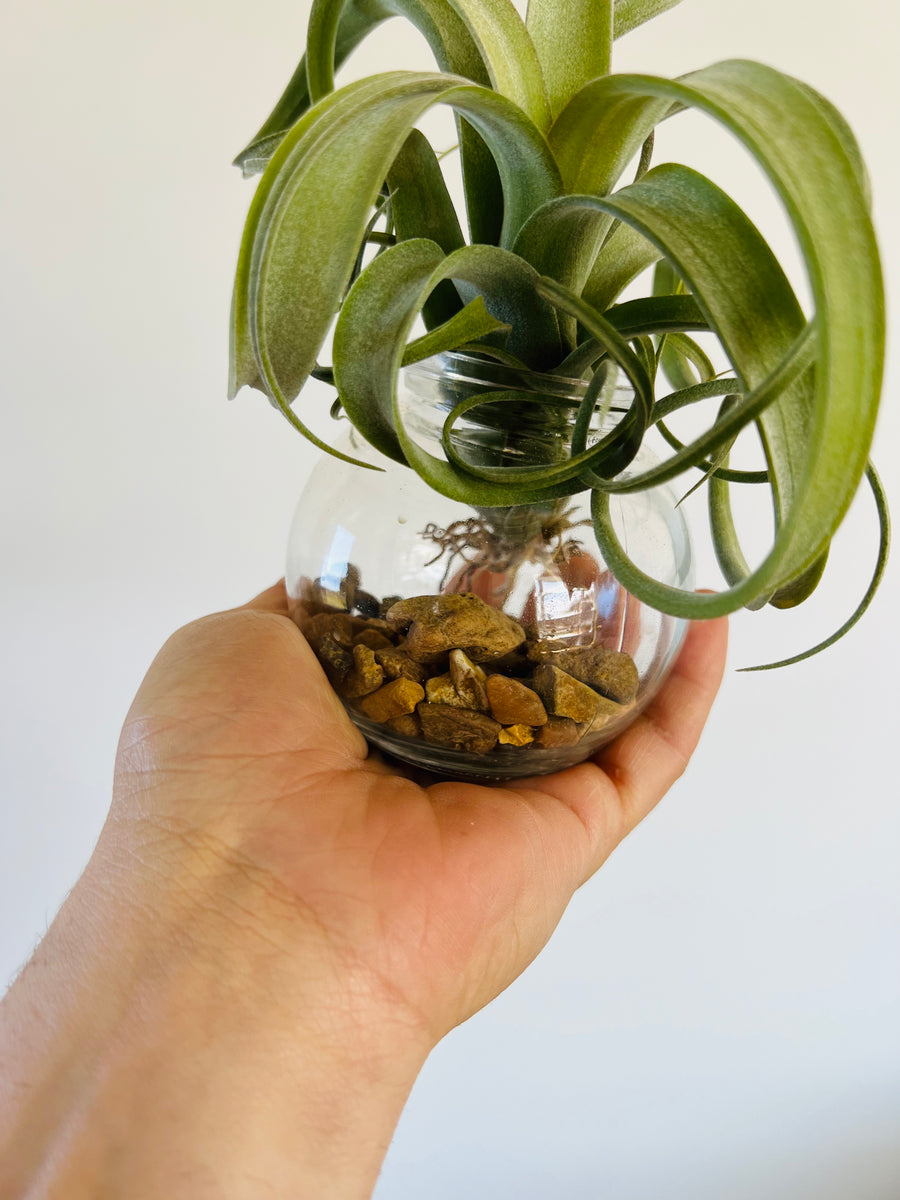 Tillandsia Curly Slim - Air Plant - Includes Bud Vase