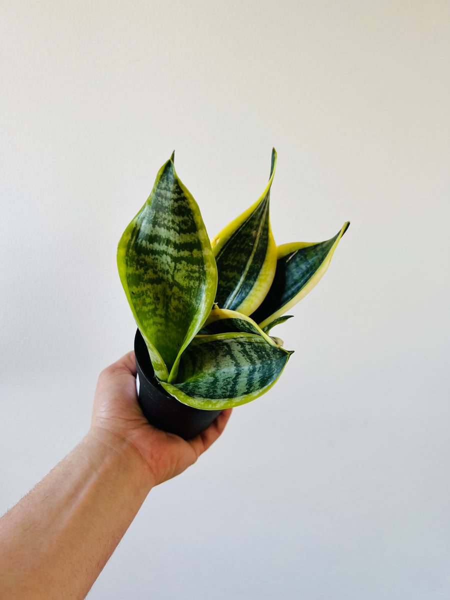 Sansevieria Superba - 4