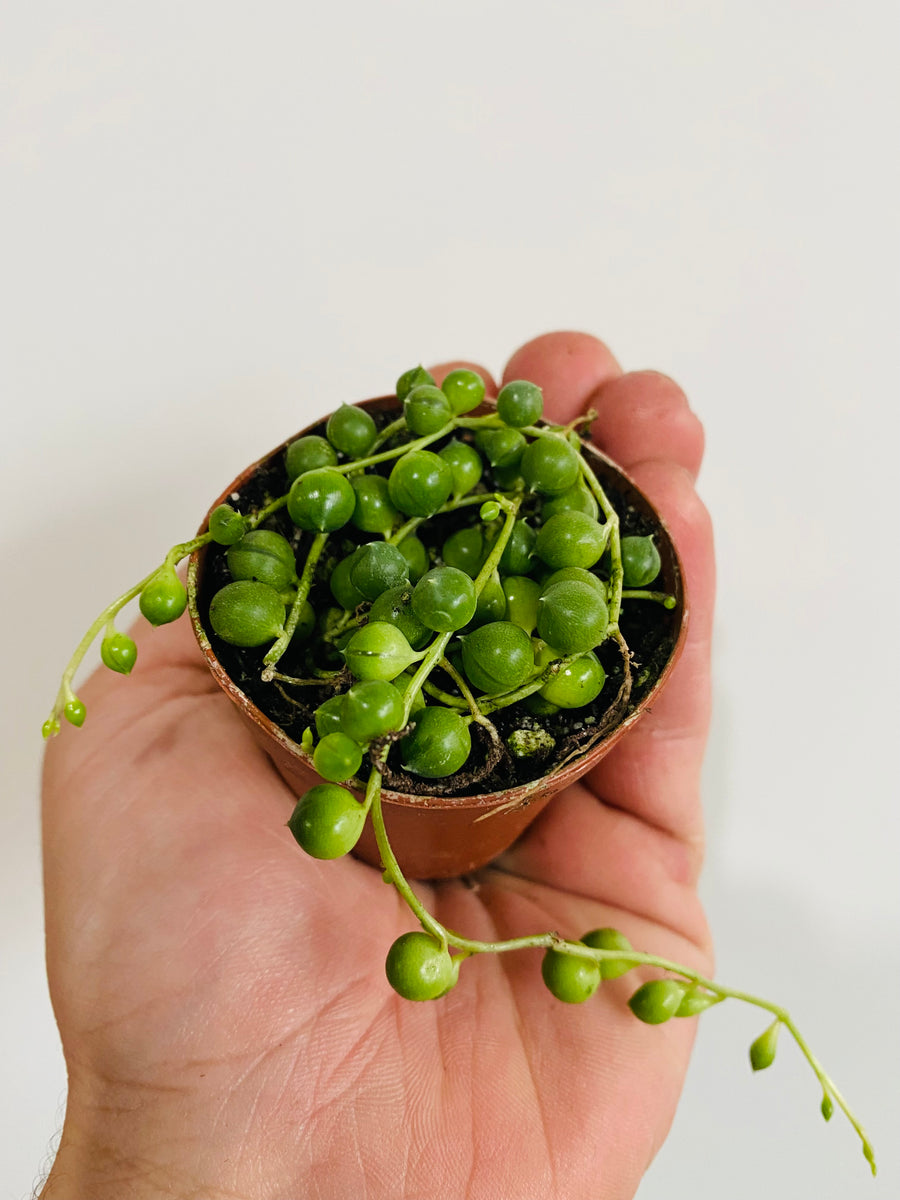 String of Pearls - Senecio Rowleyanus - 2