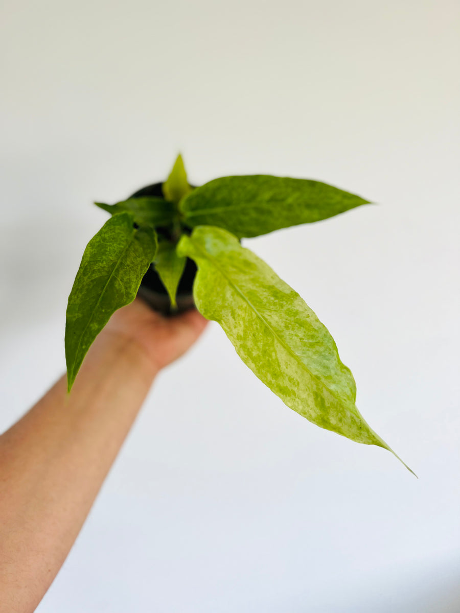 Variegated Anthurium Hookerii - Rare Aroid - 4