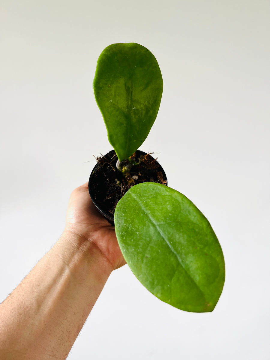 Hoya Excavata - Rare Hoya - 4