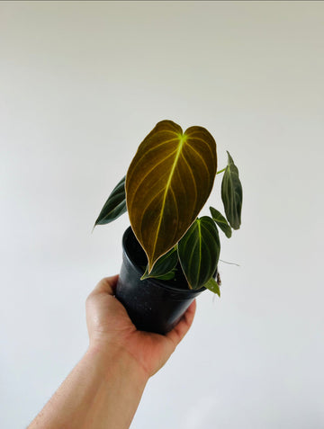 Philodendron Melanochrysum - Rare Aroid - 4
