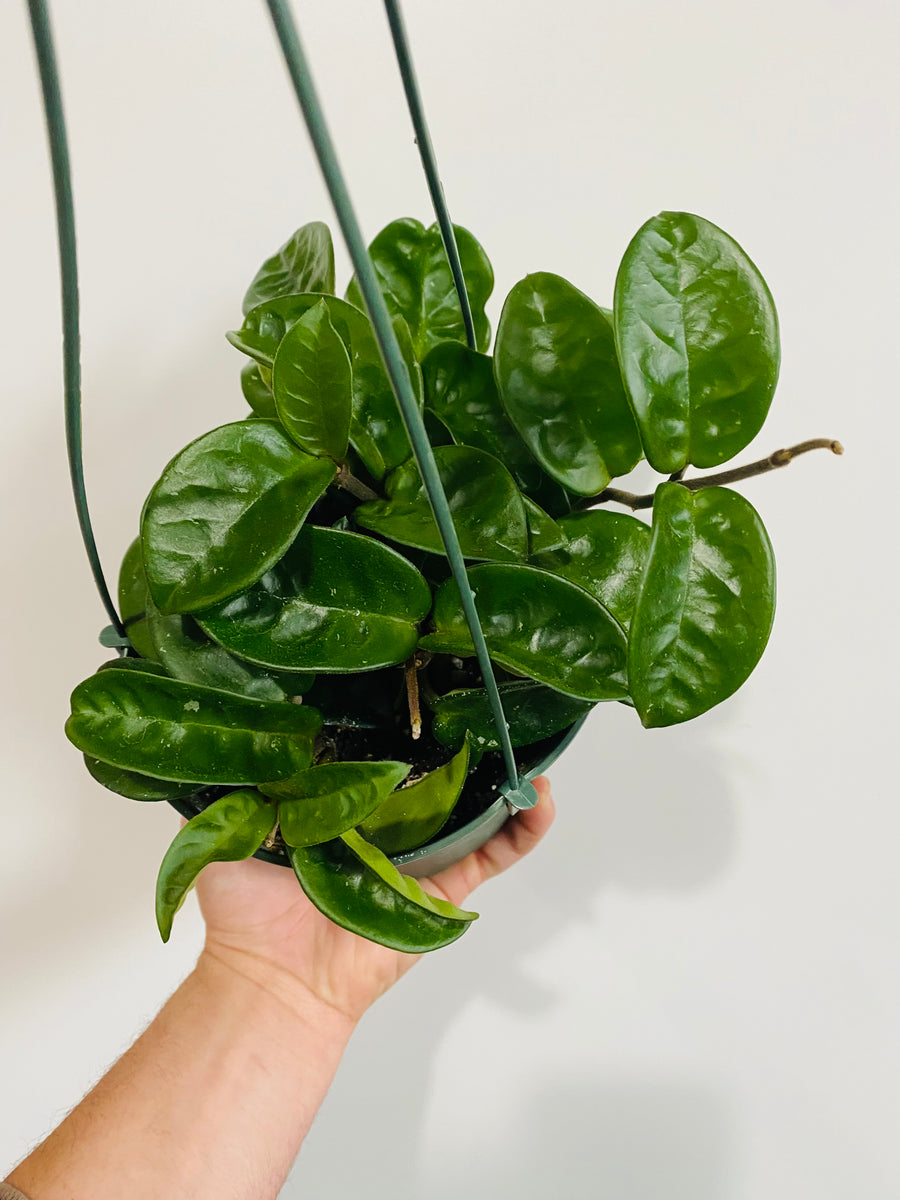 Hoya Carnosa 'Krinkle 8' - 6