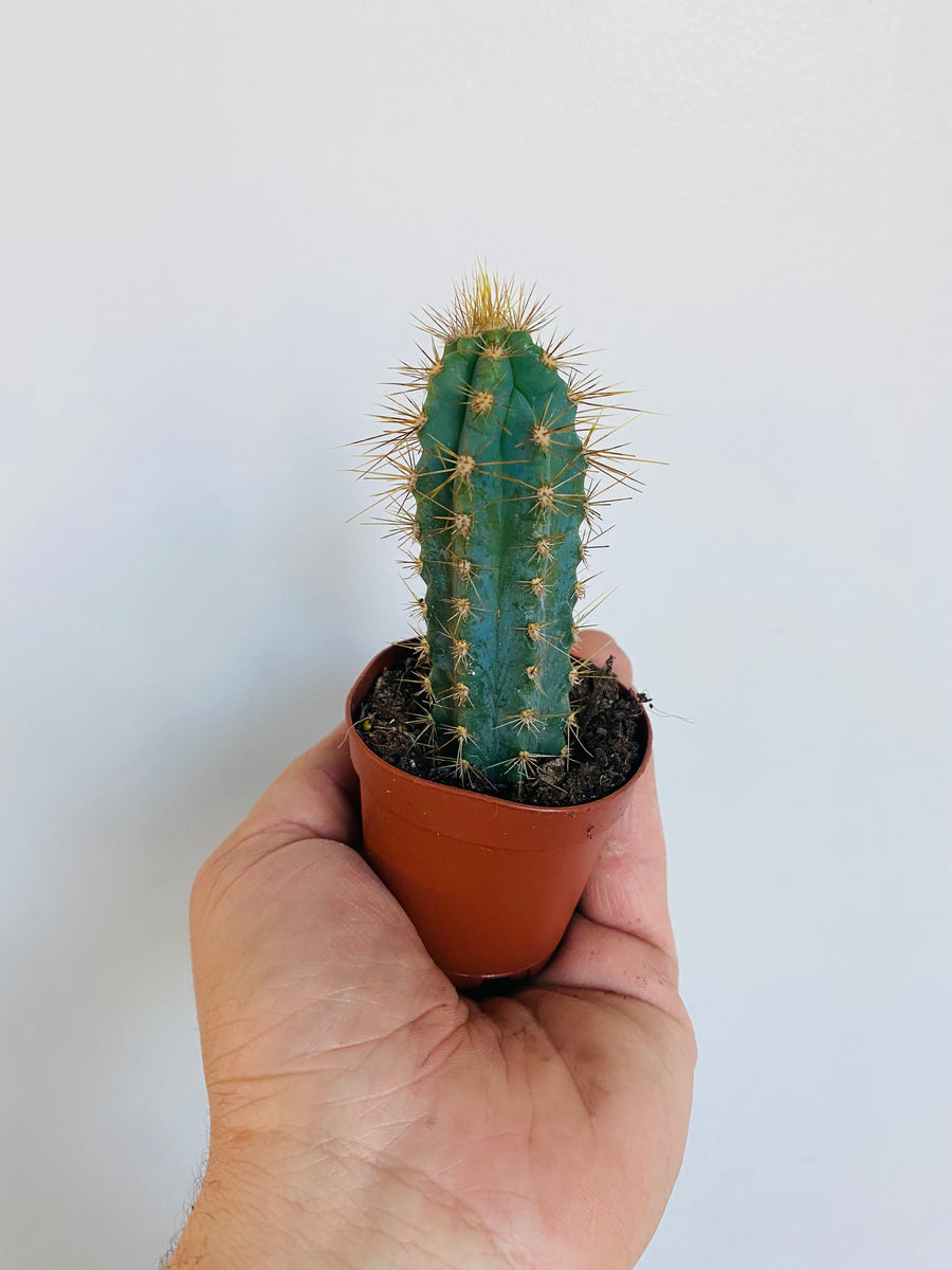 Blue Columnar Cactus - Pilosocereus Pachycladus - 2