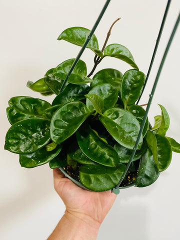Hoya Carnosa 'Krinkle 8' - 6