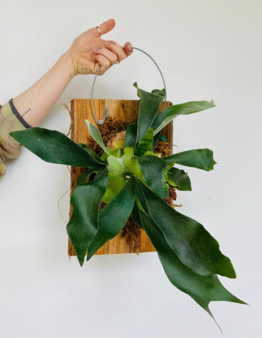 Staghorn Fern - Mounted on Moss & Cedar