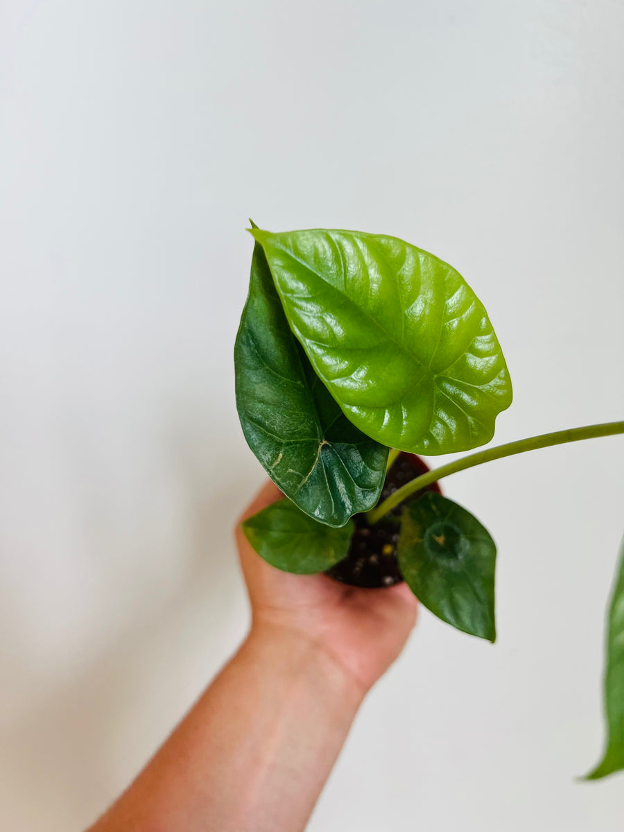 Alocasia Sinuata - Jewel Alocasia - 3