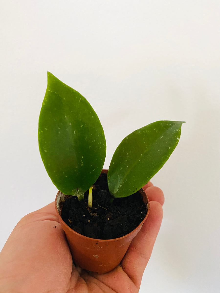 Hoya Sunrise - Starter Hoya - 2