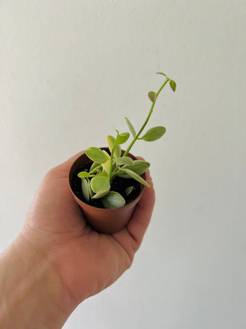 Dischidia Oiantha 'Variegated' - String of Footballs - 2