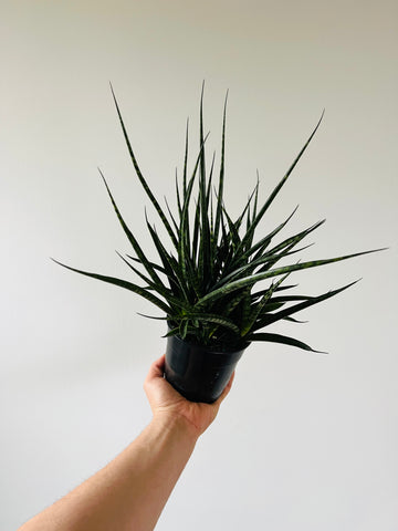 Sansevieria Mikado - 6