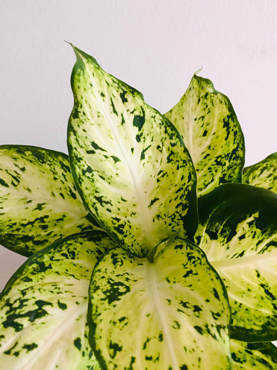 Dieffenbachia Amy - 4